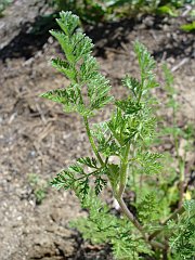 daucus pusillus